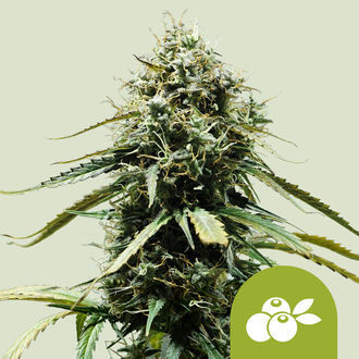 Haze Berry Autoflower (Royal Queen Seeds) Feminiserade