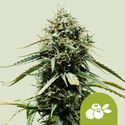 Haze Berry Autoflower (Royal Queen Seeds) Feminiserade