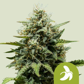 Fat Banana Auto (Royal Queen Seeds) feminiserade