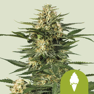 Green Gelato Automatic (Royal Queen Seeds) feminiserade cannabisfr&ouml;n