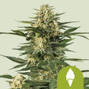 Green Gelato Autoflower (Royal Queen Seeds) Feminiserade
