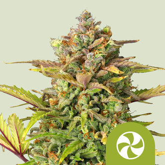 Sweet ZZ Automatic (Royal Queen Seeds) feminiserade