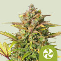 Sweet ZZ Autoflower (Royal Queen Seeds) Feminiserade