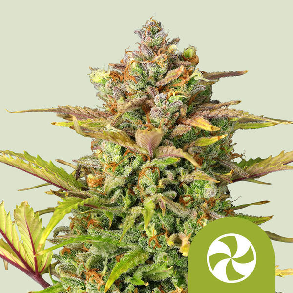 Sweet ZZ Autoflower (Royal Queen Seeds) Feminiserade