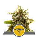 Marulafrukt (Royal Queen Seeds) reguljär