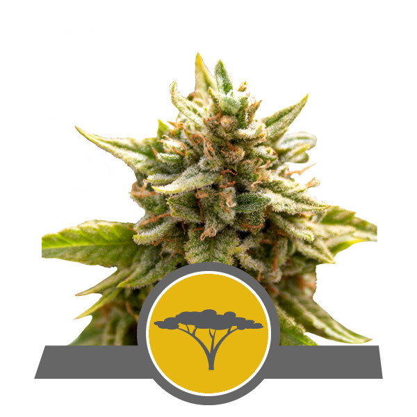 Marulafrukt (Royal Queen Seeds) reguljär