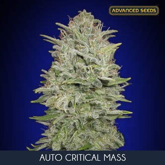 auto critical mass (Advanced Seeds) feminiserade