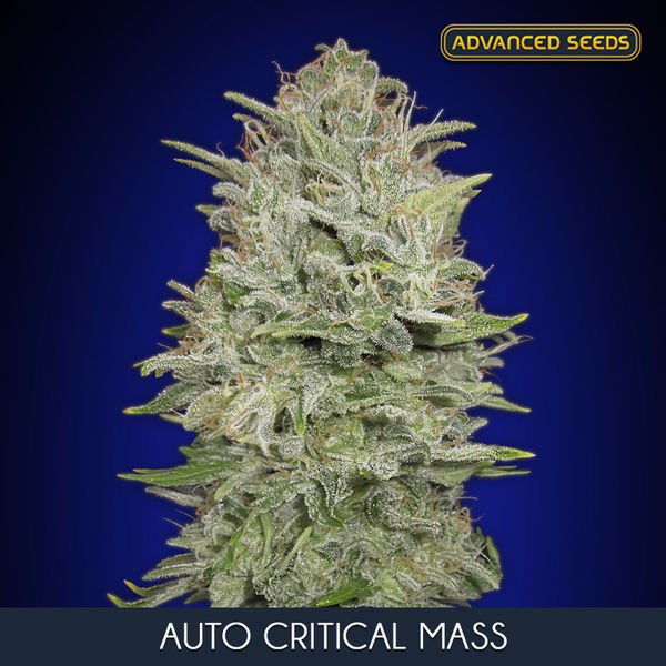 Auto Critical Mass (Advanced Seeds) Feminiserade