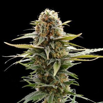 GSC (Kannabia) feminiserade