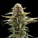 GSC (Kannabia) Feminiserade