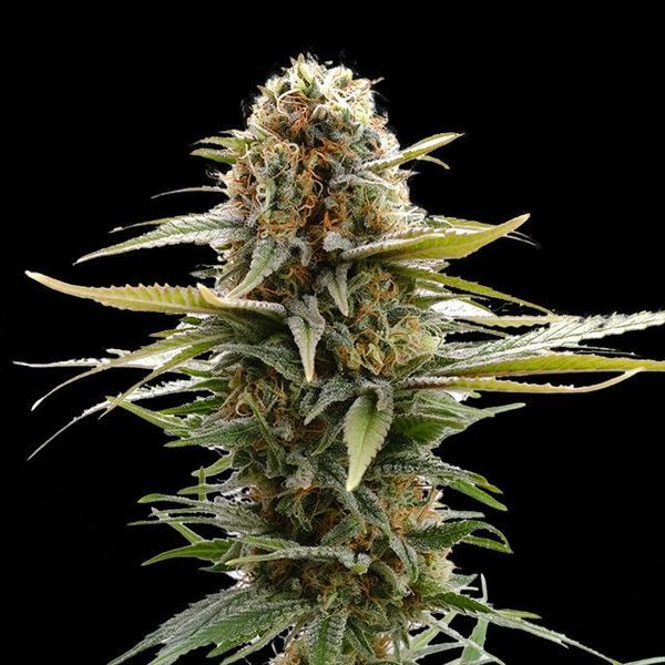 GSC (Kannabia) Feminiserade