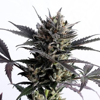 Lemon Haze Auto (Kannabia) feminiserade