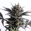 Lemon Haze Auto (Kannabia) Feminiserade