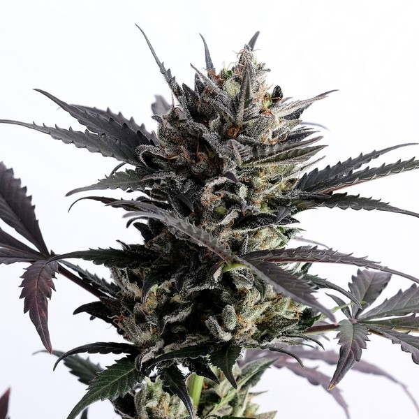 Lemon Haze Auto (Kannabia) Feminiserade