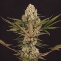 Black ZZ (Exotic Seed x Zamnesia) Feminiserade