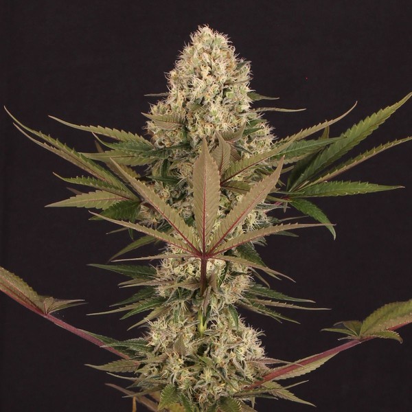 Black ZZ (Exotic Seed x Zamnesia) Feminiserade