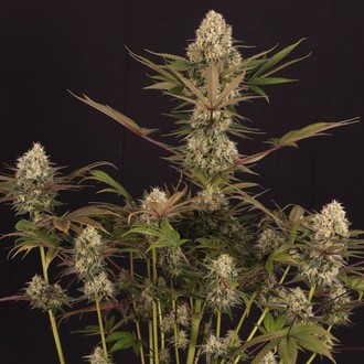 Black ZZ (Exotic Seed x Zamnesia) Feminiserade