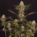 Black ZZ (Exotic Seed x Zamnesia) Feminiserade
