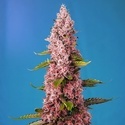 Red Hot Muffin (Sweet Seeds) Feminiserade
