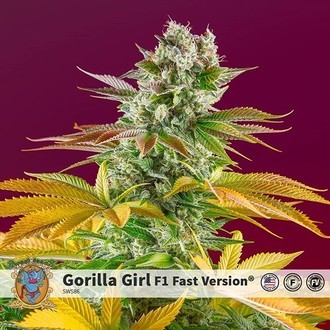 Gorilla Girl &ndash; F1 snabb version (Sweet Seeds) Feminiserade