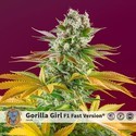 Gorilla Girl – F1 snabb version (Sweet Seeds) Feminiserade