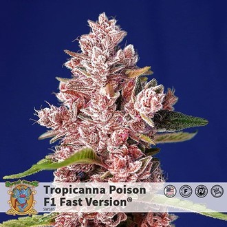 Tropicanna Poison &ndash; F1 snabbversion (Sweet Seeds) Feminiserade