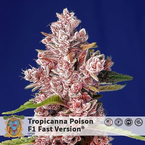 Tropicanna Poison – F1 snabbversion (Sweet Seeds) Feminiserade