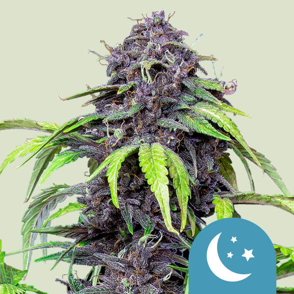 Purplematic CBD Autoflower (Royal Queen Seeds) Feminiserade