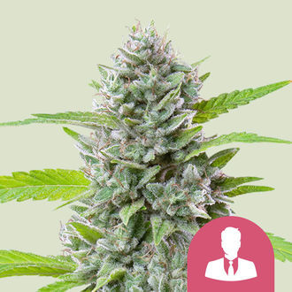 El Patron (Royal Queen Seeds) Feminiserade