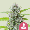 El Patron (Royal Queen Seeds) Feminiserade