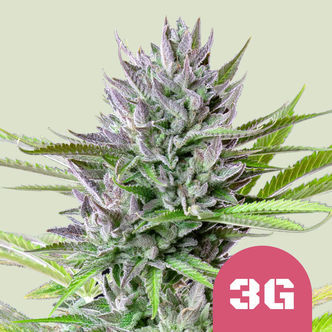 Triple G (Royal Queen Seeds) feminiserade
