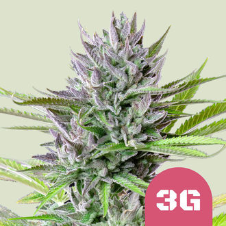 Triple G (Royal Queen Seeds) Feminiserade