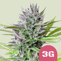Triple G (Royal Queen Seeds) Feminiserade
