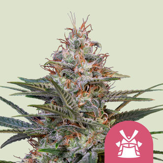 Shogun (Royal Queen Seeds) feminiserade