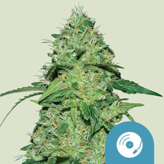 Joanne's CBD (Royal Queen Seeds) Feminiserade