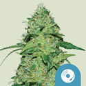 Joanne's CBD (Royal Queen Seeds) Feminiserade
