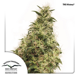 THC-Victory (Dutch Passion) feminiserade cannabisfr&ouml;n