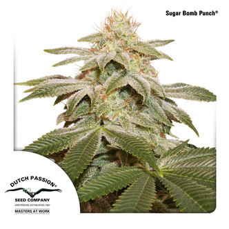 Sugar Bomb Kush (Dutch Passion) feminiserade cannabisfr&ouml;n