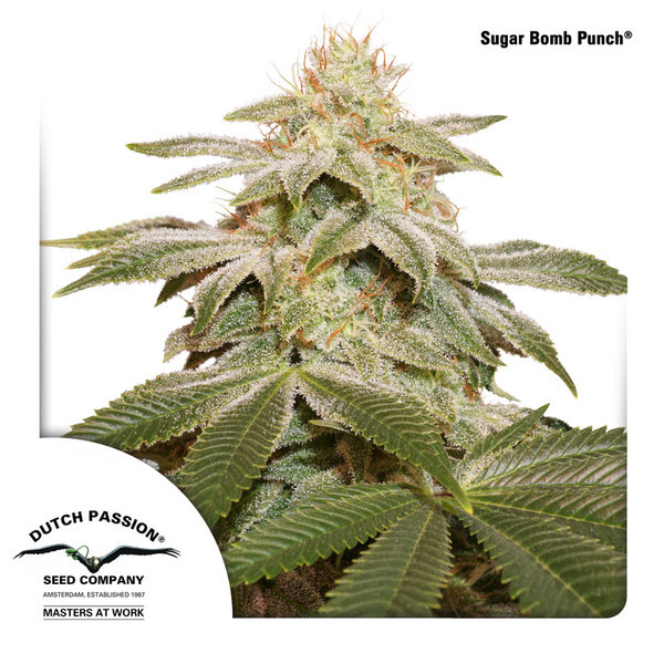 Sugar Bomb Punch (Dutch Passion) Feminiserade