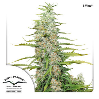 C-Vibez (Dutch Passion) Feminiserade