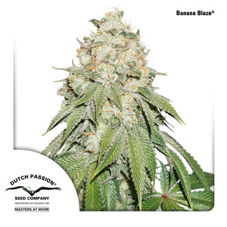 Banana Blaze (Dutch Passion) feminiserade cannabisfr&ouml;n