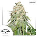 Banana Blaze (Dutch Passion) Feminiserade