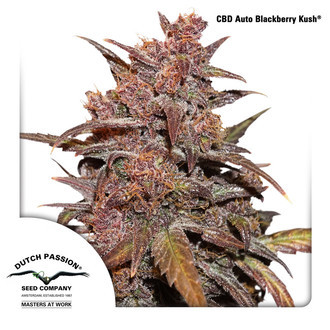 CBD Auto Blackberry Kush (Dutch Passion) Feminiserade