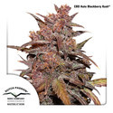 CBD Auto Blackberry Kush (Dutch Passion) Feminiserade