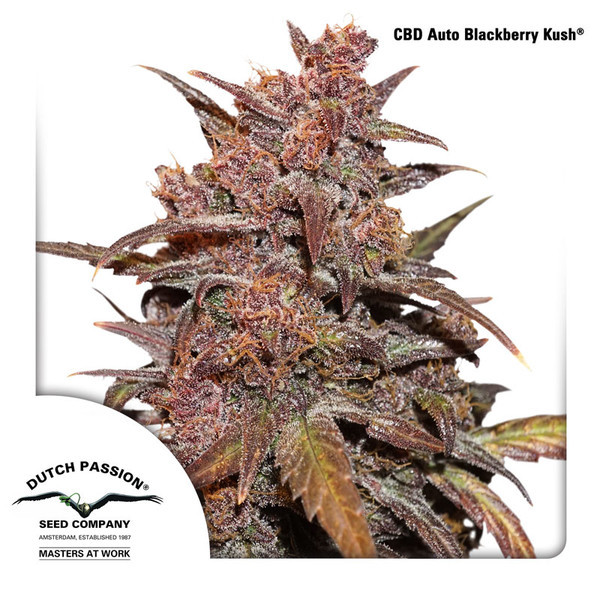 CBD Auto Blackberry Kush (Dutch Passion) Feminiserade