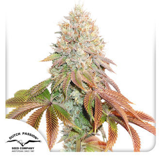 Auto Banana Blaze (Dutch Passion) feminiserade cannabisfr&ouml;n