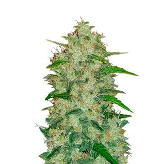 Original Auto Chemdawg (FastBuds) feminiserade