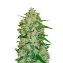 Original Auto Chemdawg (FastBuds) Feminiserade
