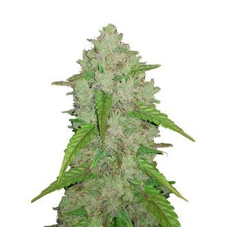 Original Auto Amnesia Haze (FastBuds) Feminiserade