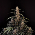 Original Auto Amnesia Haze (FastBuds) Feminiserade